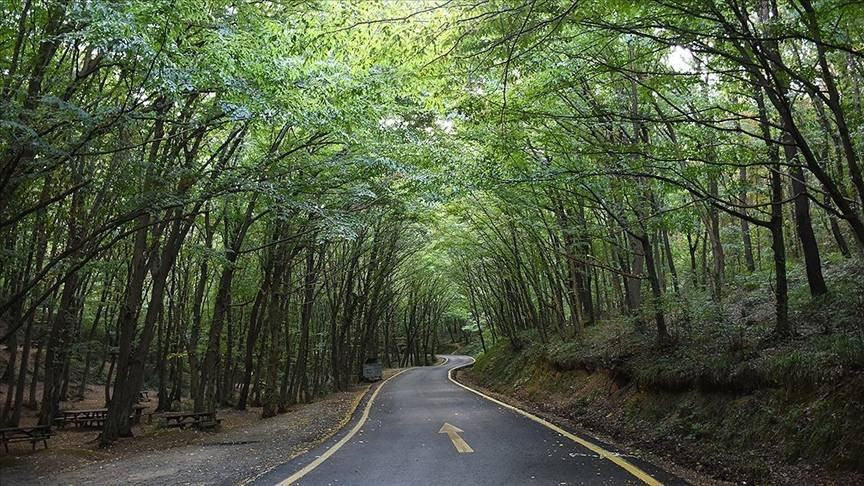 Tam 27 ilde resmen yasaklandı! Ormanlara giremeyeceksiniz - Resim: 31